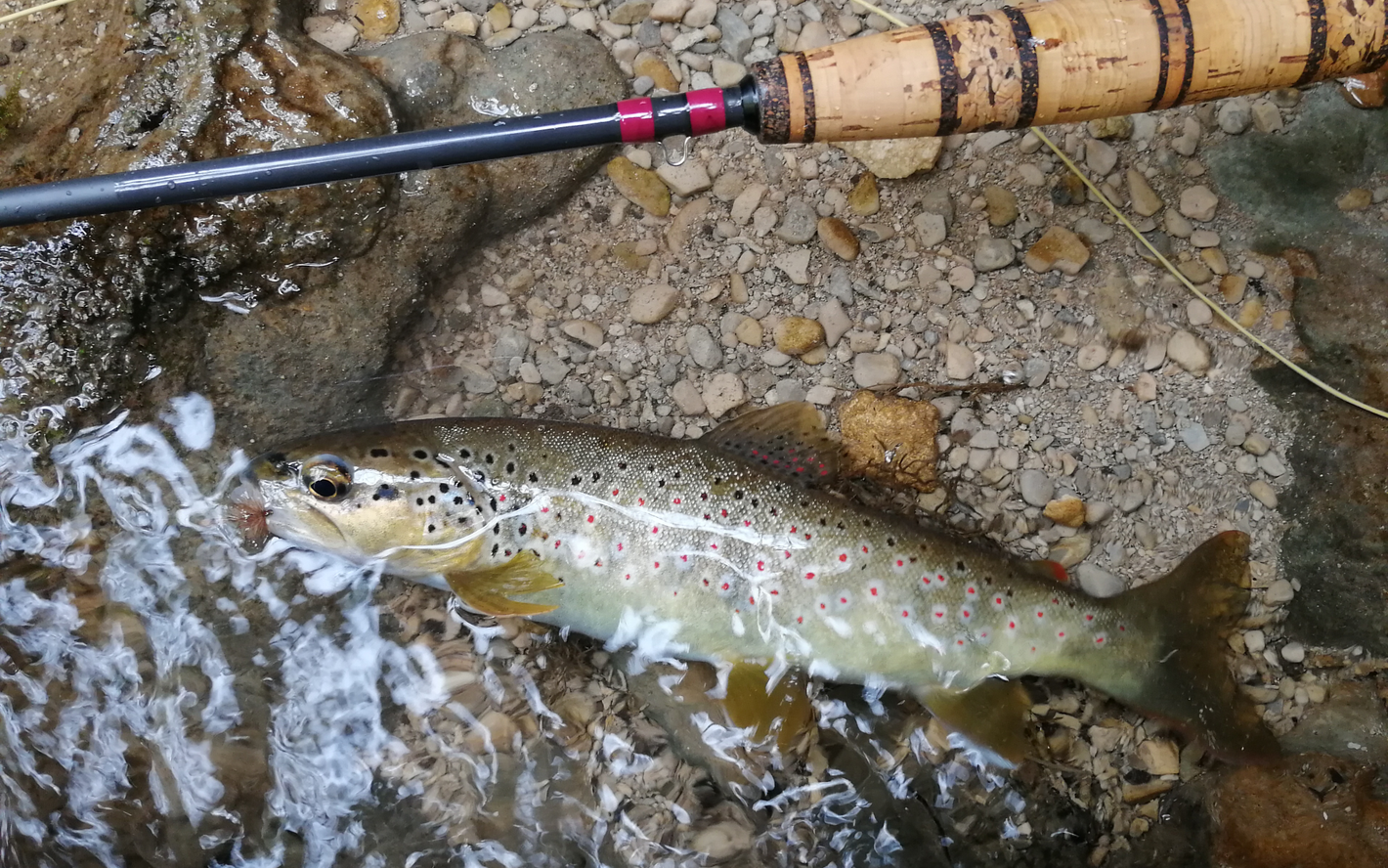 En Début de Sason, on Sort les Mouches Noyées (Pêche de la Trute à la En Début de Sason, on Sort les Mouches Noyées (Pêche de la Trute à la